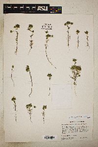 Navarretia atractyloides image