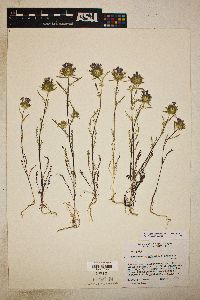 Navarretia pubescens image