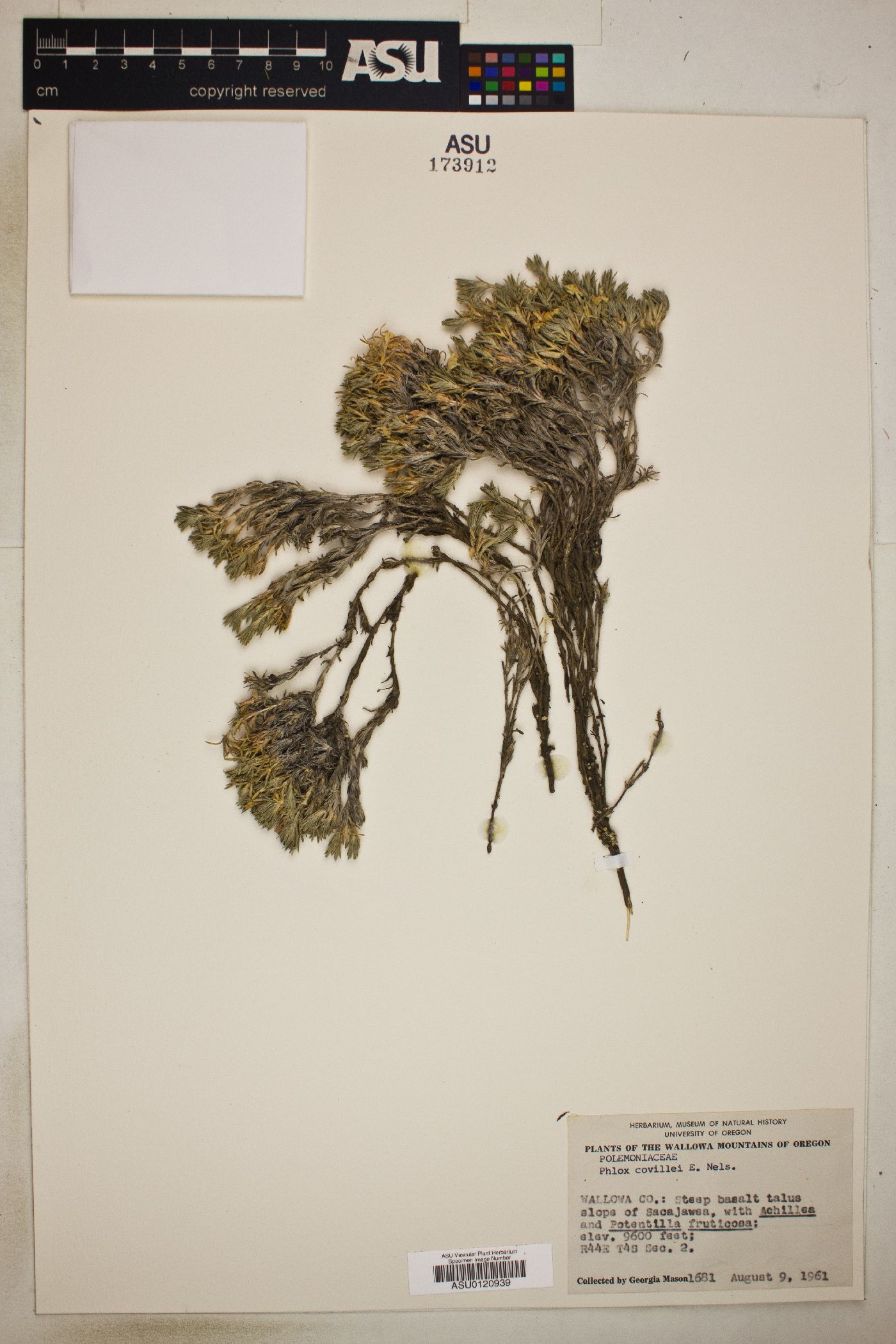 Phlox covillei image
