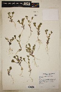 Phlox gracilis subsp. gracilis image