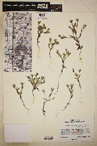 Phlox gracilis image