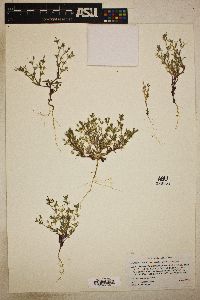 Phlox gracilis image