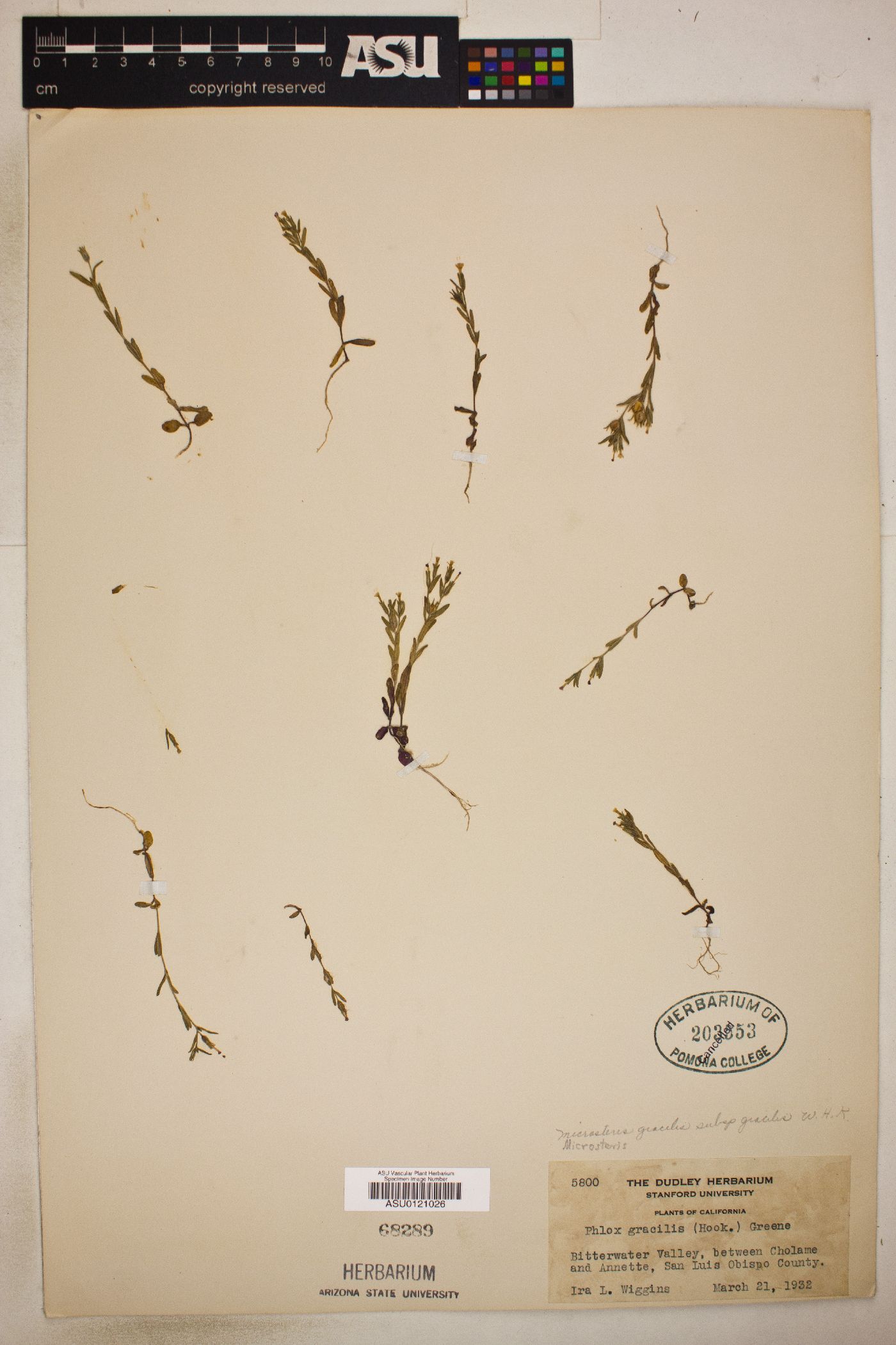 Phlox gracilis subsp. gracilis image