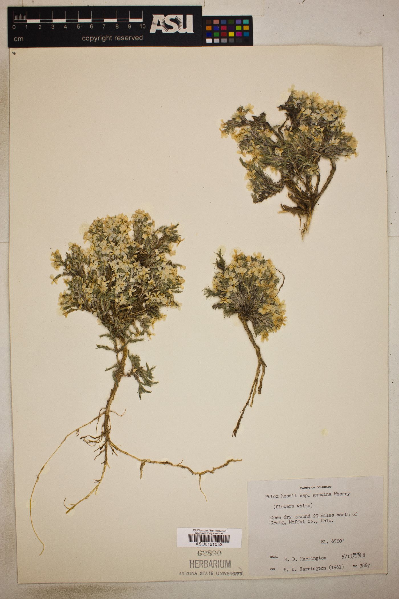 Phlox hoodii subsp. hoodii image