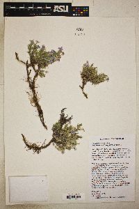 Phlox hoodii subsp. canescens image