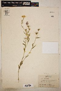 Phlox roemeriana image