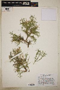 Rhinotropis acanthoclada image