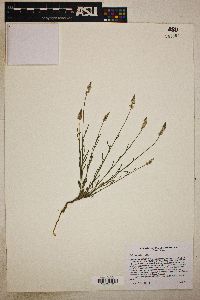 Polygala alba image