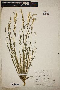 Polygala alba image