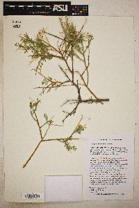 Rhinotropis acanthoclada image