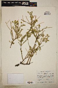 Rhinotropis acanthoclada image
