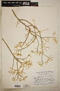 Rhinotropis acanthoclada image