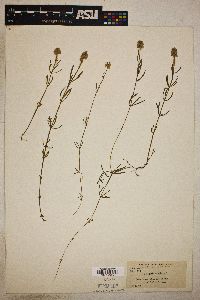 Polygala cruciata image