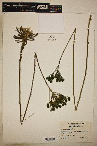 Polygala cymosa image