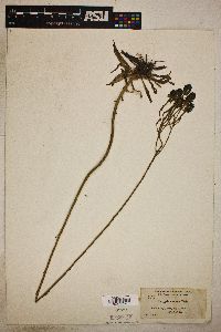 Polygala cymosa image