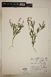 Image of Polygala grandiflora
