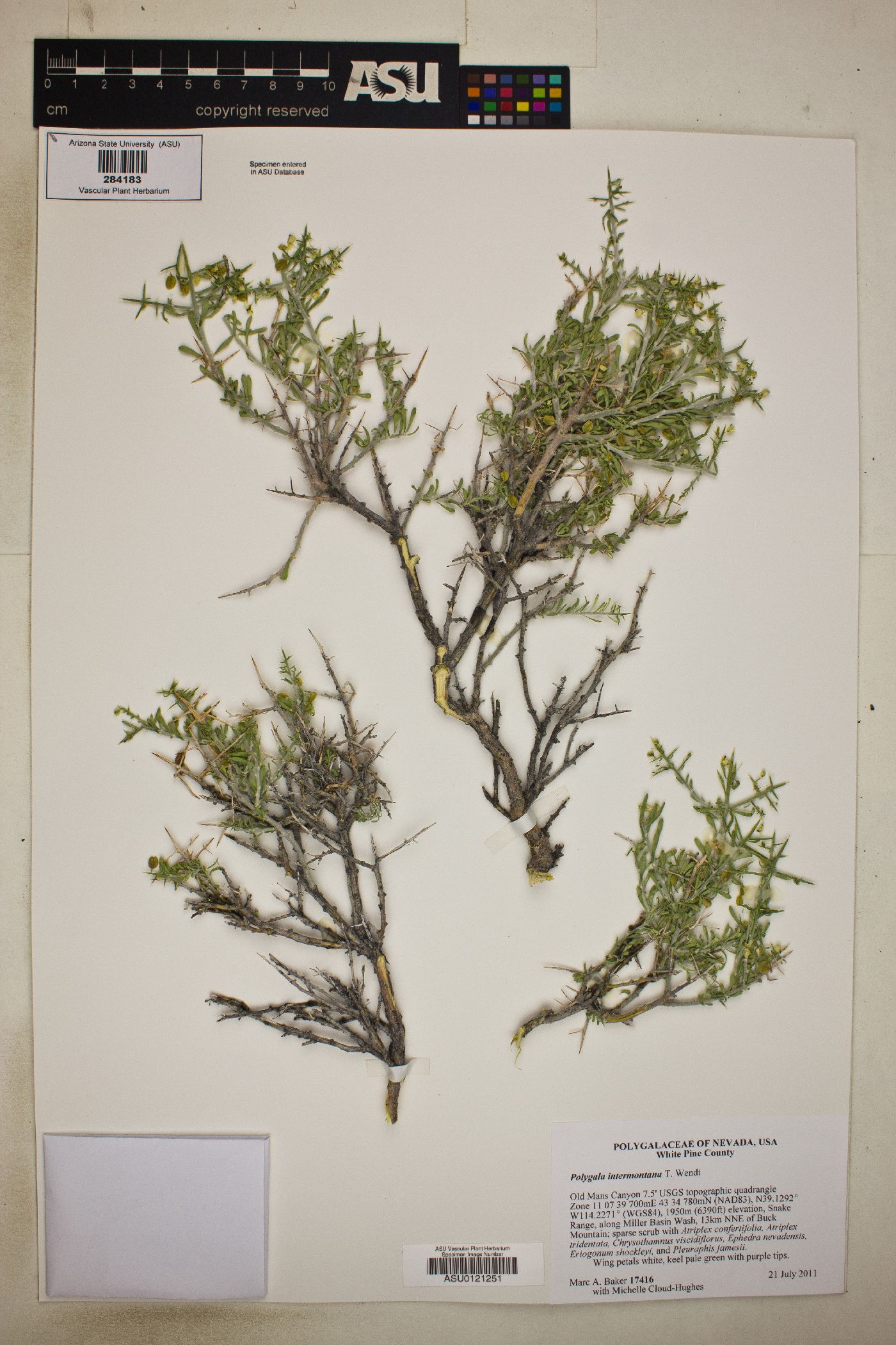 Rhinotropis intermontana image