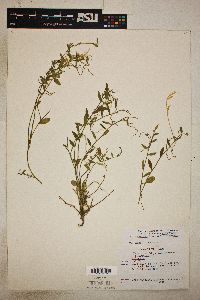 Polygala lindheimeri var. lindheimeri image