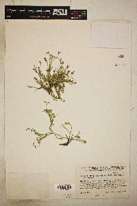 Polygala lindheimeri var. parvifolia image
