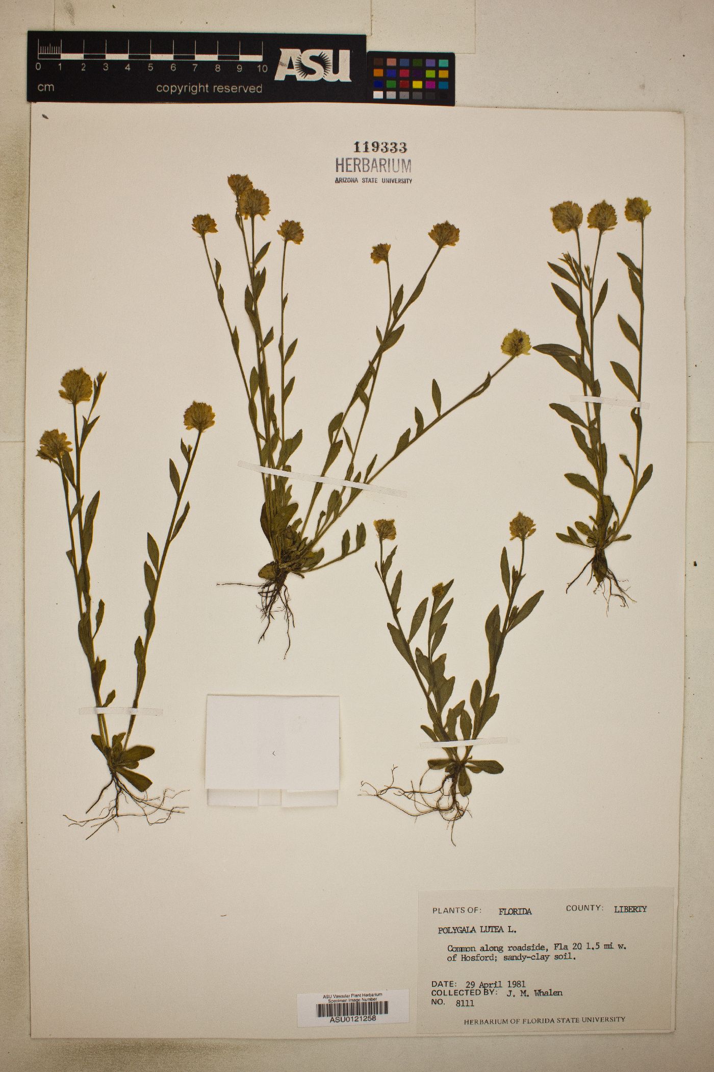 Polygala lutea image