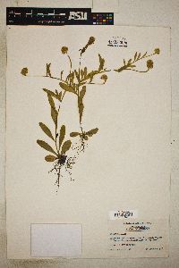 Polygala lutea image