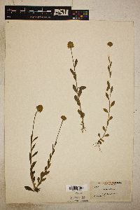 Polygala lutea image