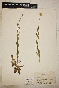 Polygala lutea image