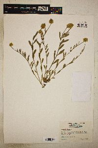 Polygala lutea image