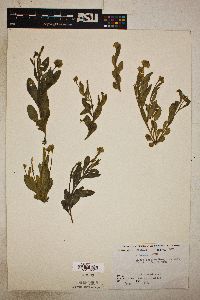 Polygala lutea image