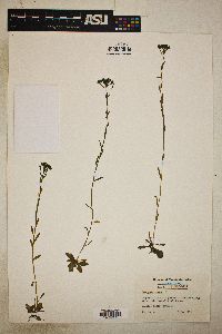 Polygala ramosa image