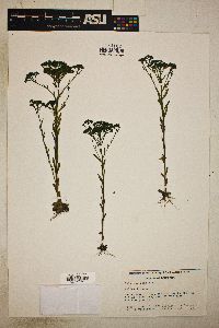 Polygala ramosa image