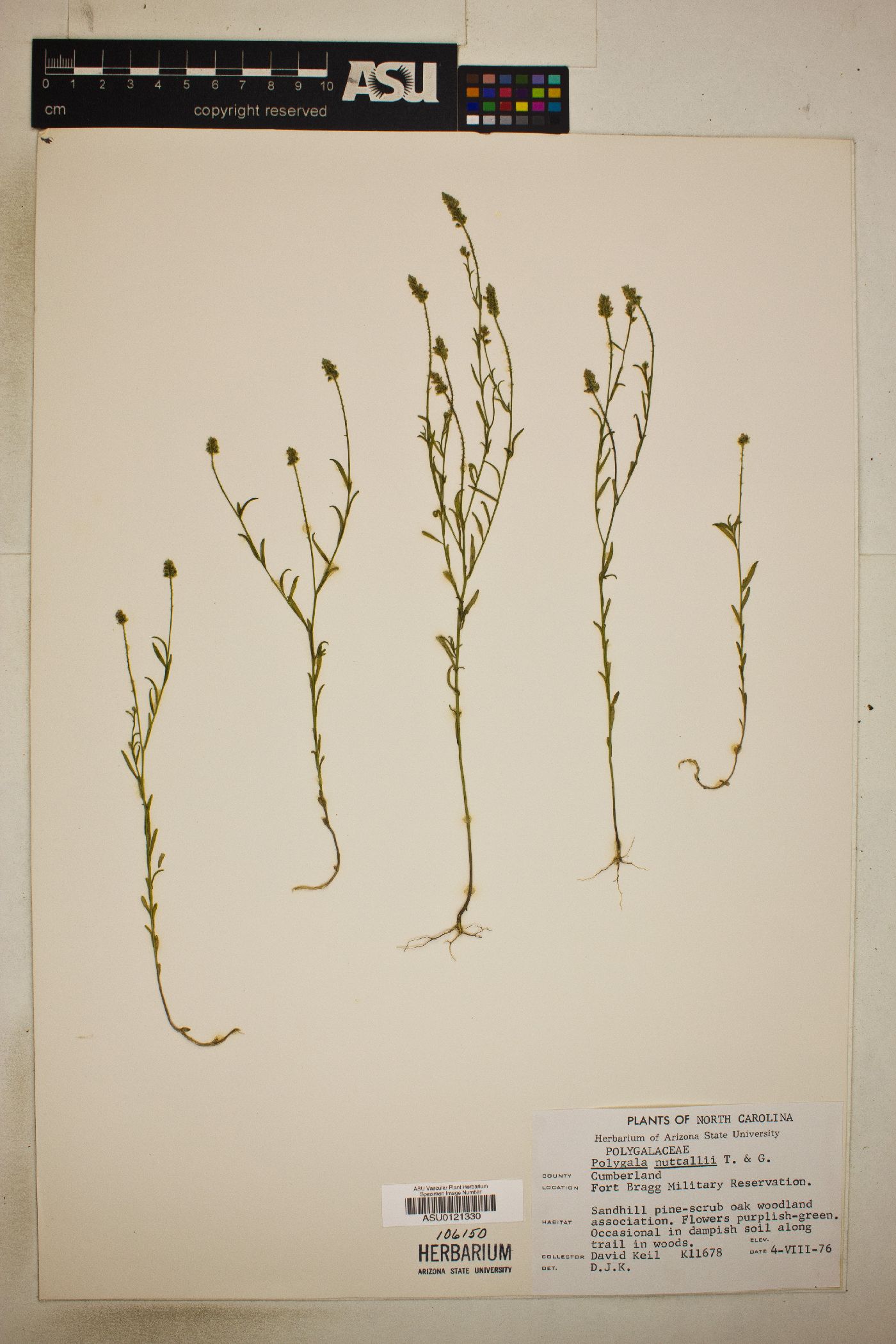 Polygala nuttallii image