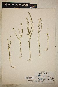 Polygala nuttallii image