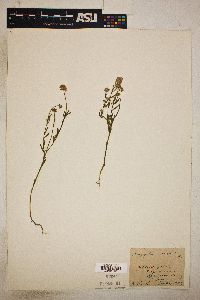 Polygala sanguinea image