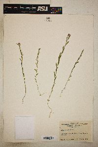 Polygala sanguinea image