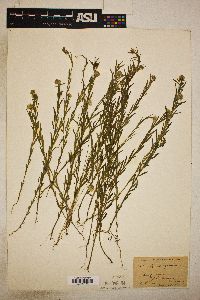 Polygala sanguinea image