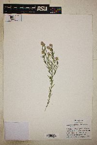 Polygala sanguinea image