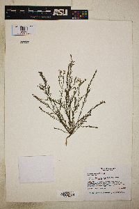 Polygala scoparioides image