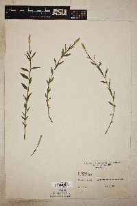 Polygala senega image