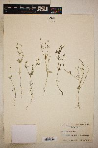 Polygala verticillata image