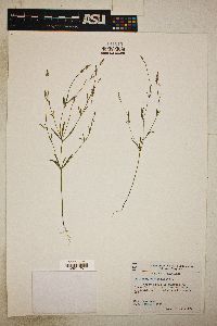 Polygala verticillata image