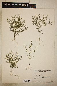 Polygala verticillata image