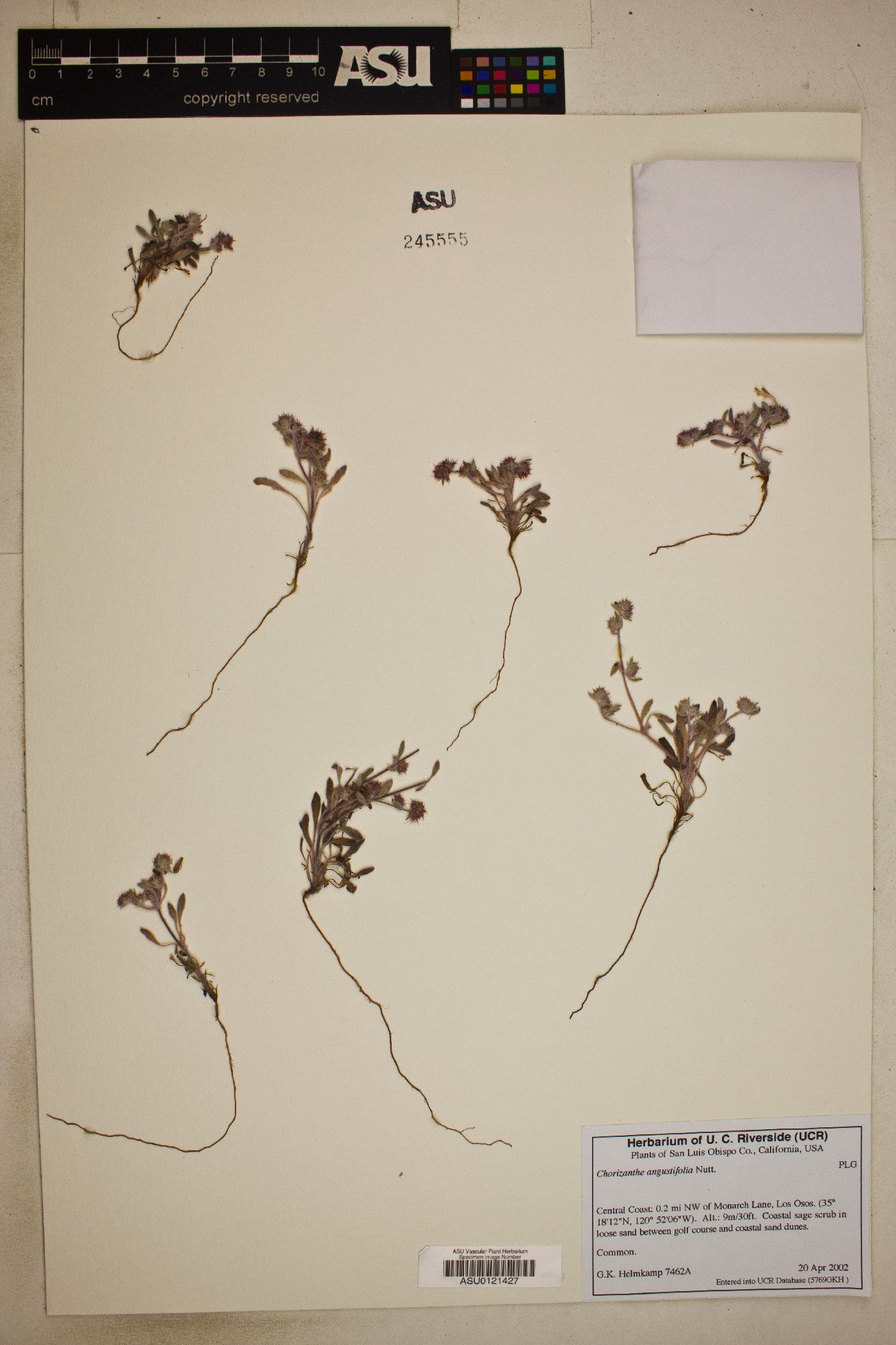 Chorizanthe angustifolia image