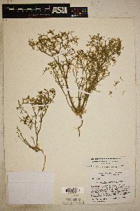 Chorizanthe brevicornu var. brevicornu image