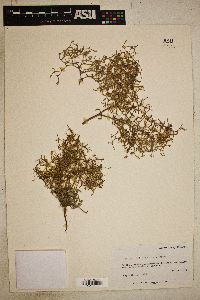 Chorizanthe brevicornu image