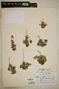 Chorizanthe corrugata image