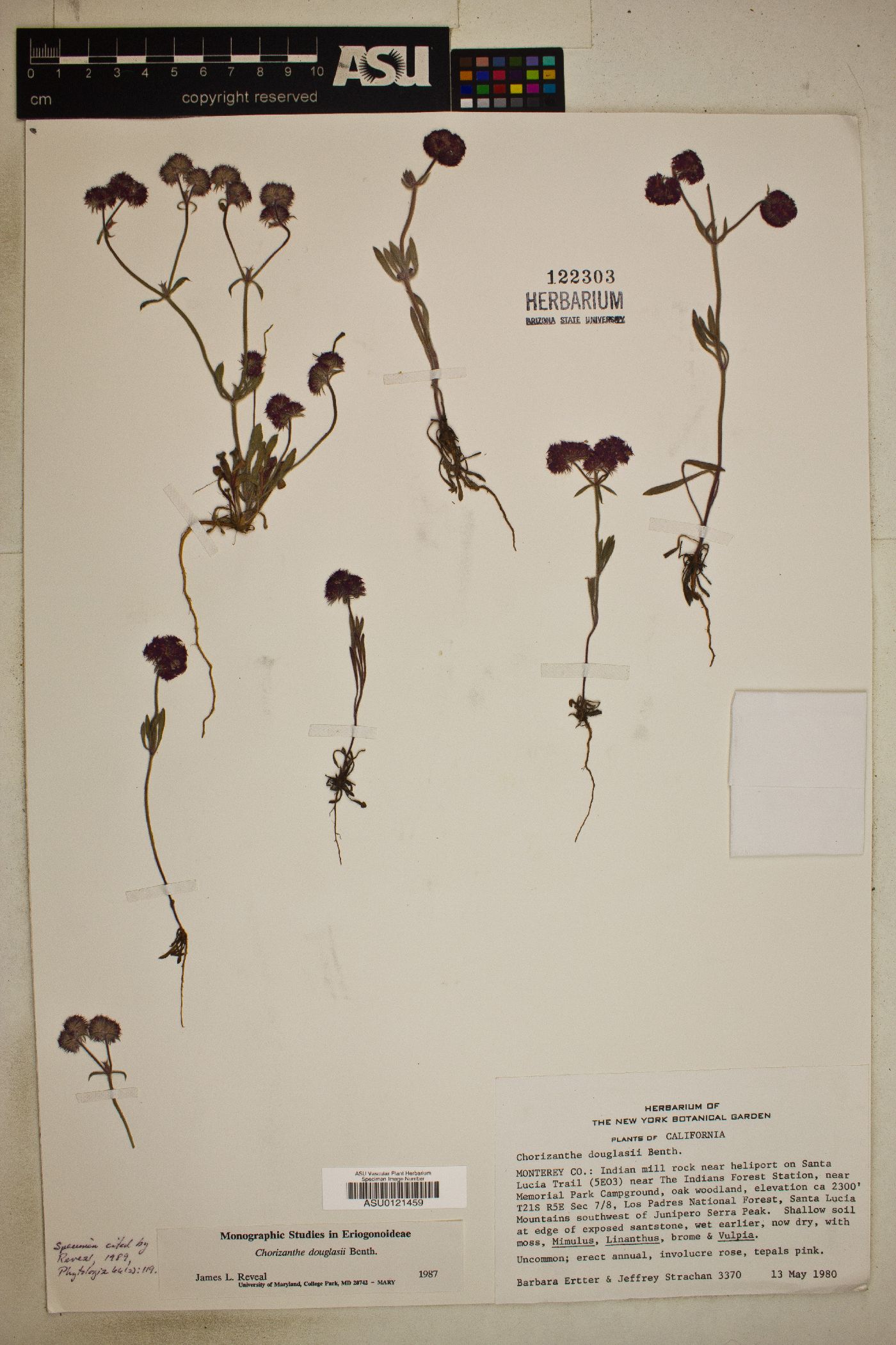Chorizanthe douglasii image