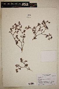 Chorizanthe fimbriata image