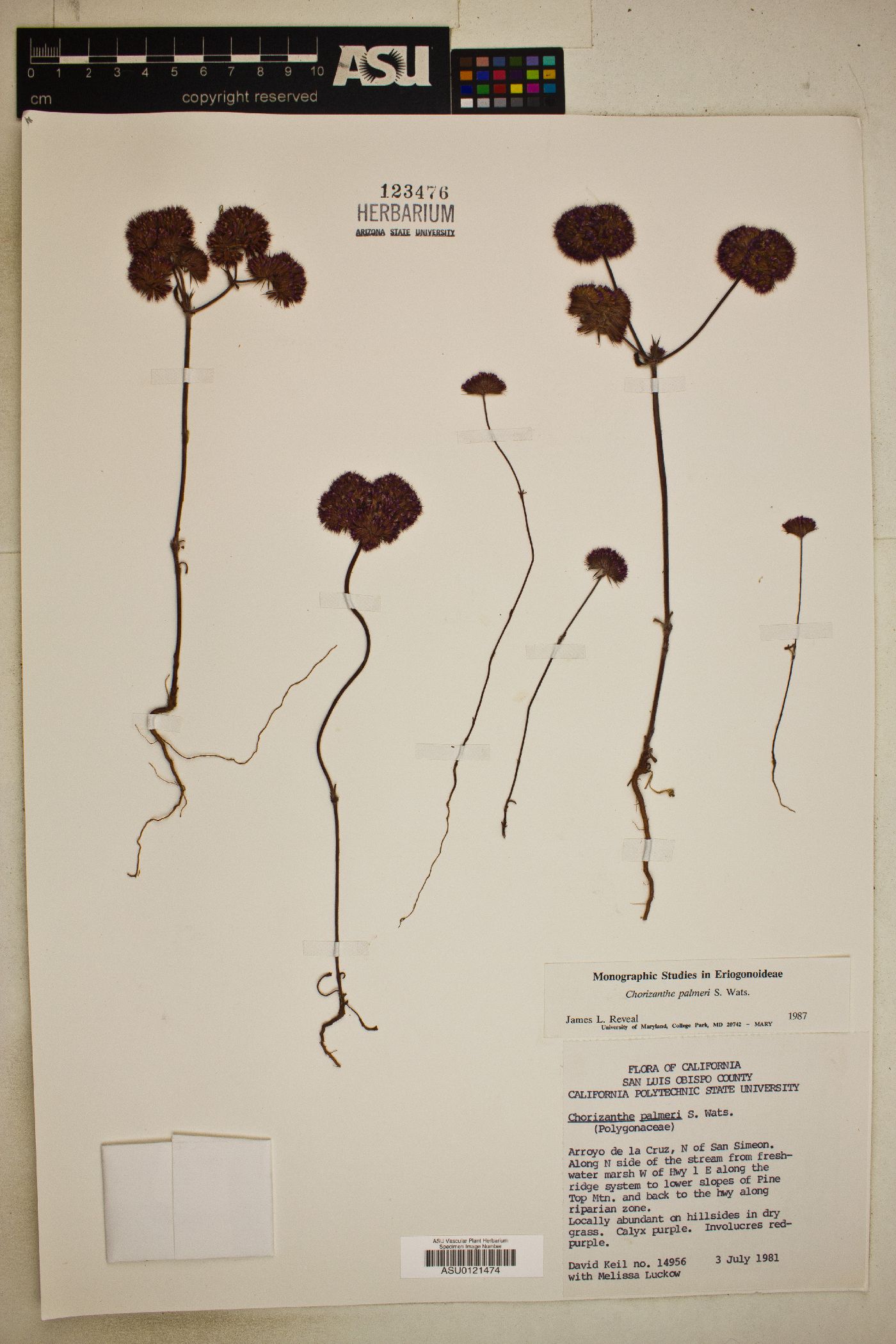 Chorizanthe palmeri image