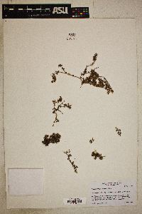 Image of Chorizanthe procumbens
